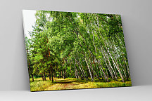 Obraz Brezový les 1468